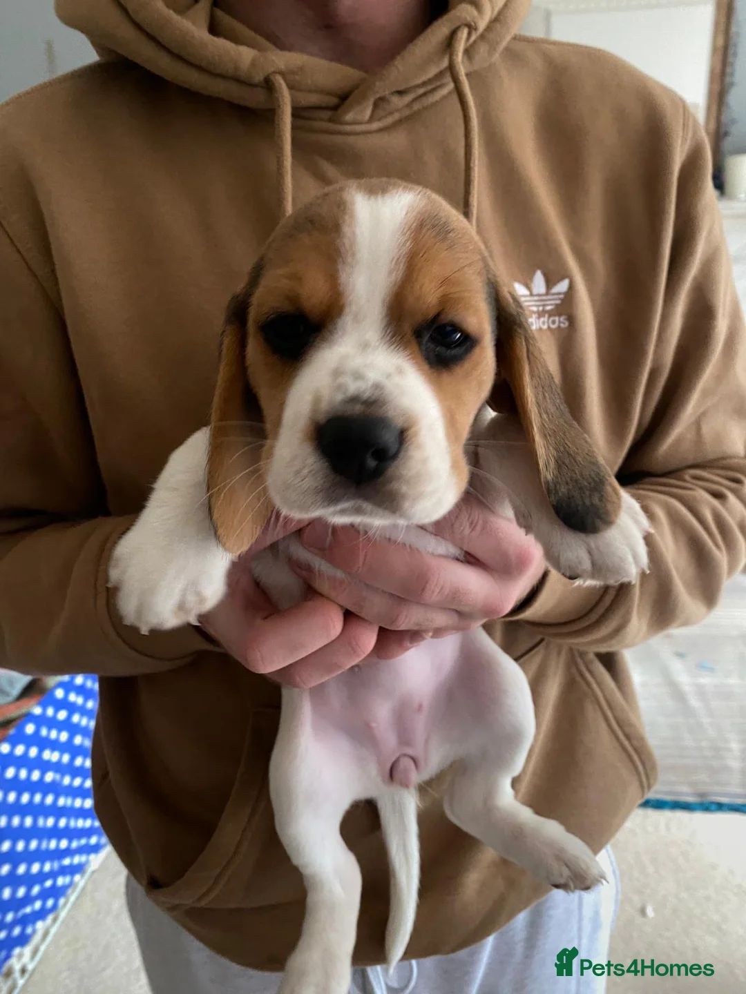 Beagle dogs for sale: Beautiful home reared chunky beagle pups - Advert 18
