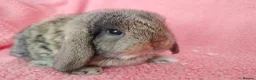 Mini Lop rabbits for sale: Baby mini lops for sale  - Advert 3