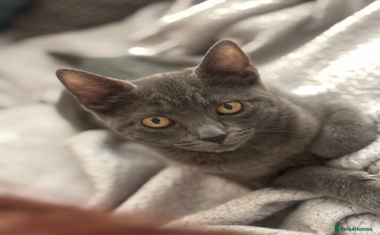 British Shorthair cats - Advert 11