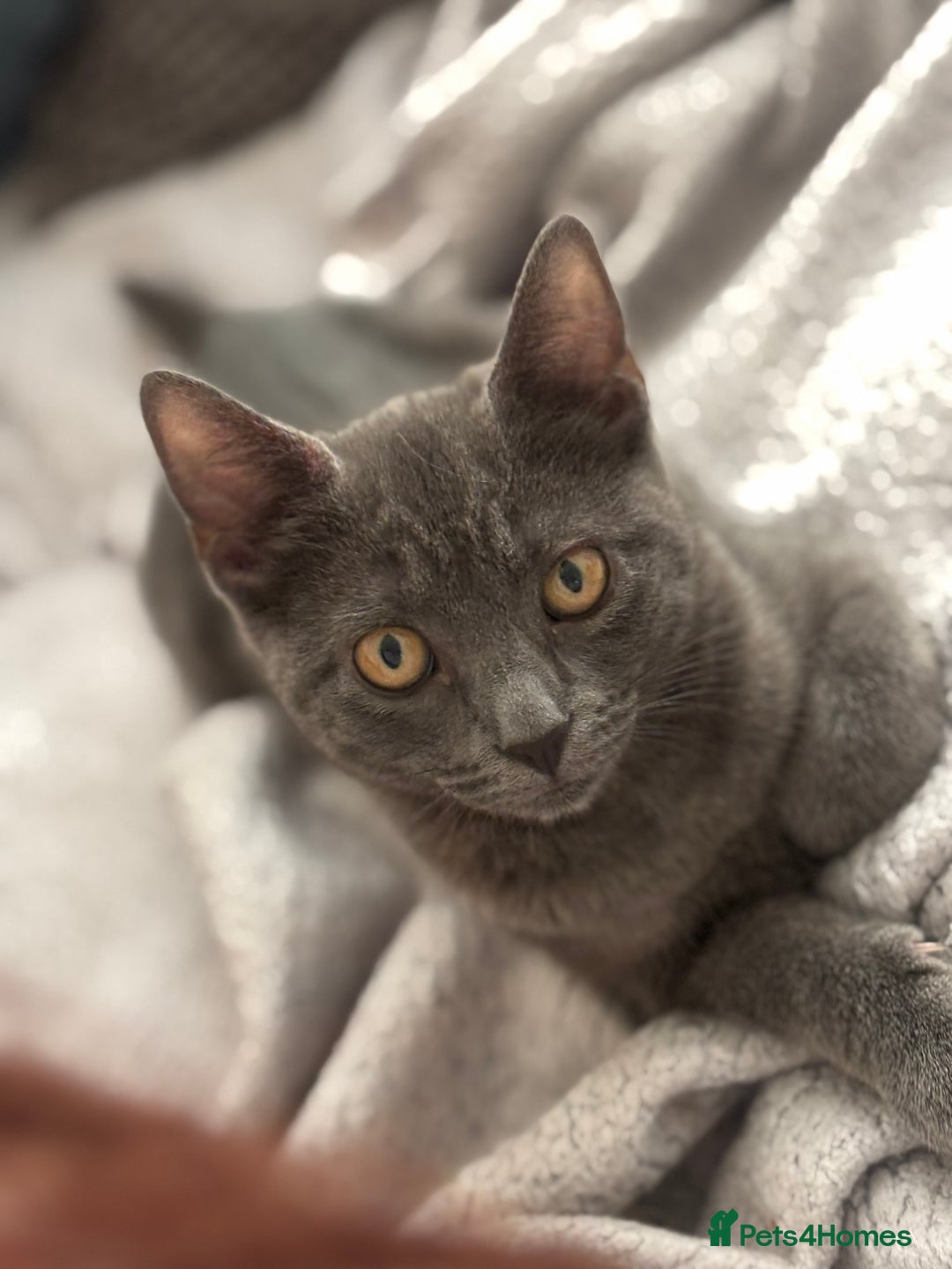 British Shorthair cats for sale: Female cat  - Image 1