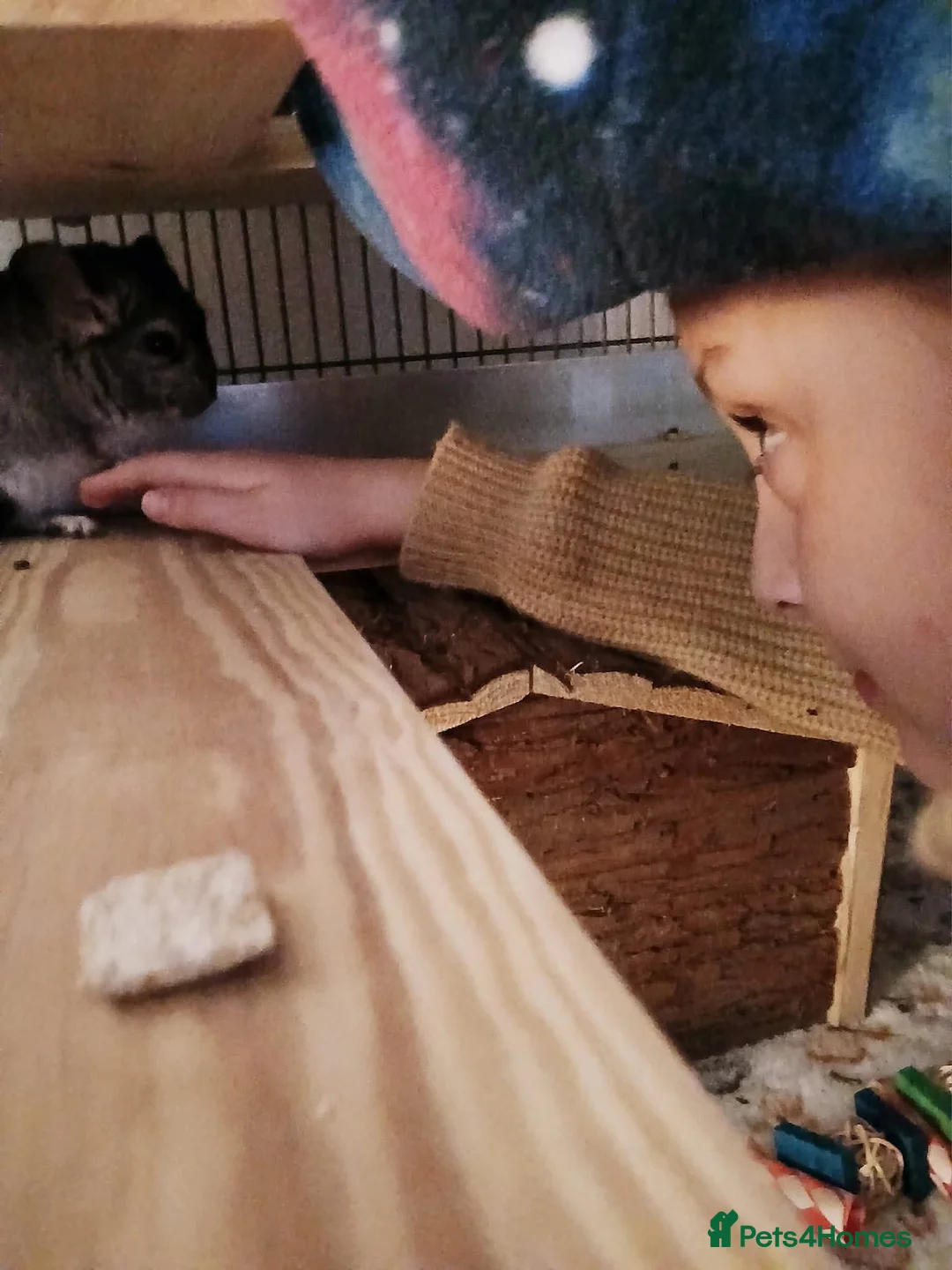 Chinchilla rodents for sale: 2 male chinchilla  - Advert 2