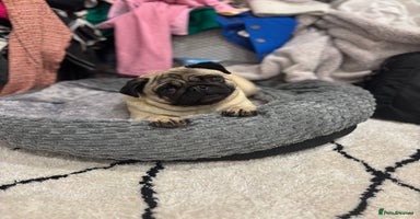 Pug dogs - Advert 9