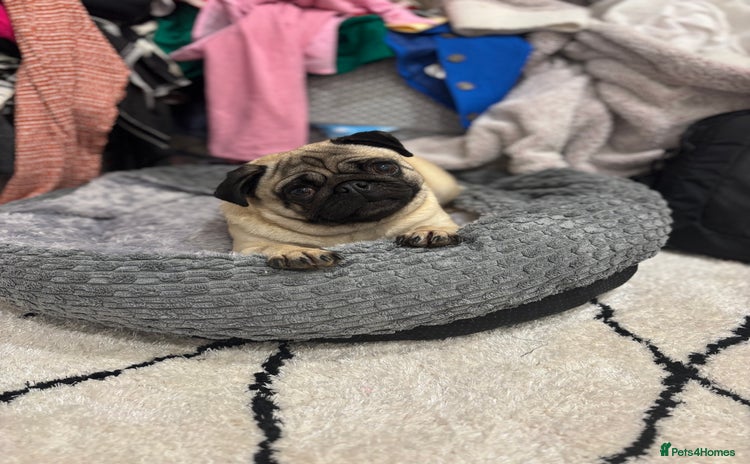Pug dogs - Advert 6