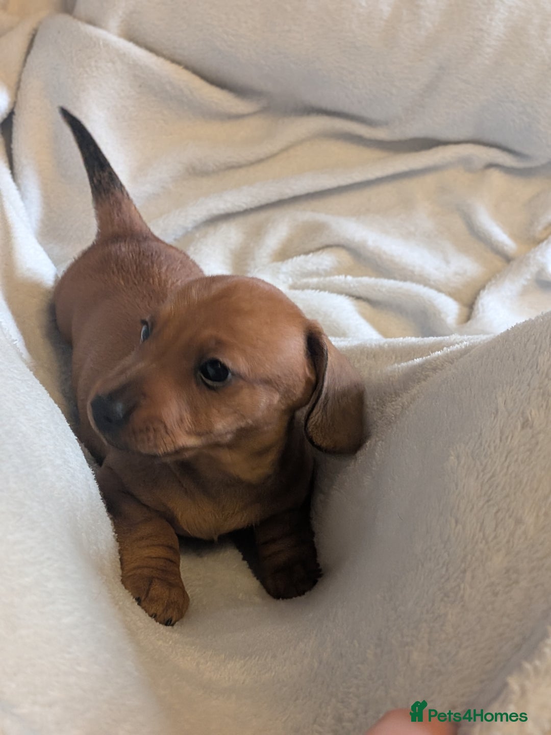 Dachshund dogs for sale: Dachshund puppies  - Advert 24