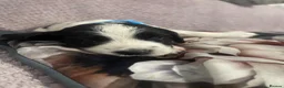 English Springer Spaniel dogs for sale: 4 weeks old🐶❤️AdorableSpringerSpanielPuppie 🐶❤️  - Advert 19