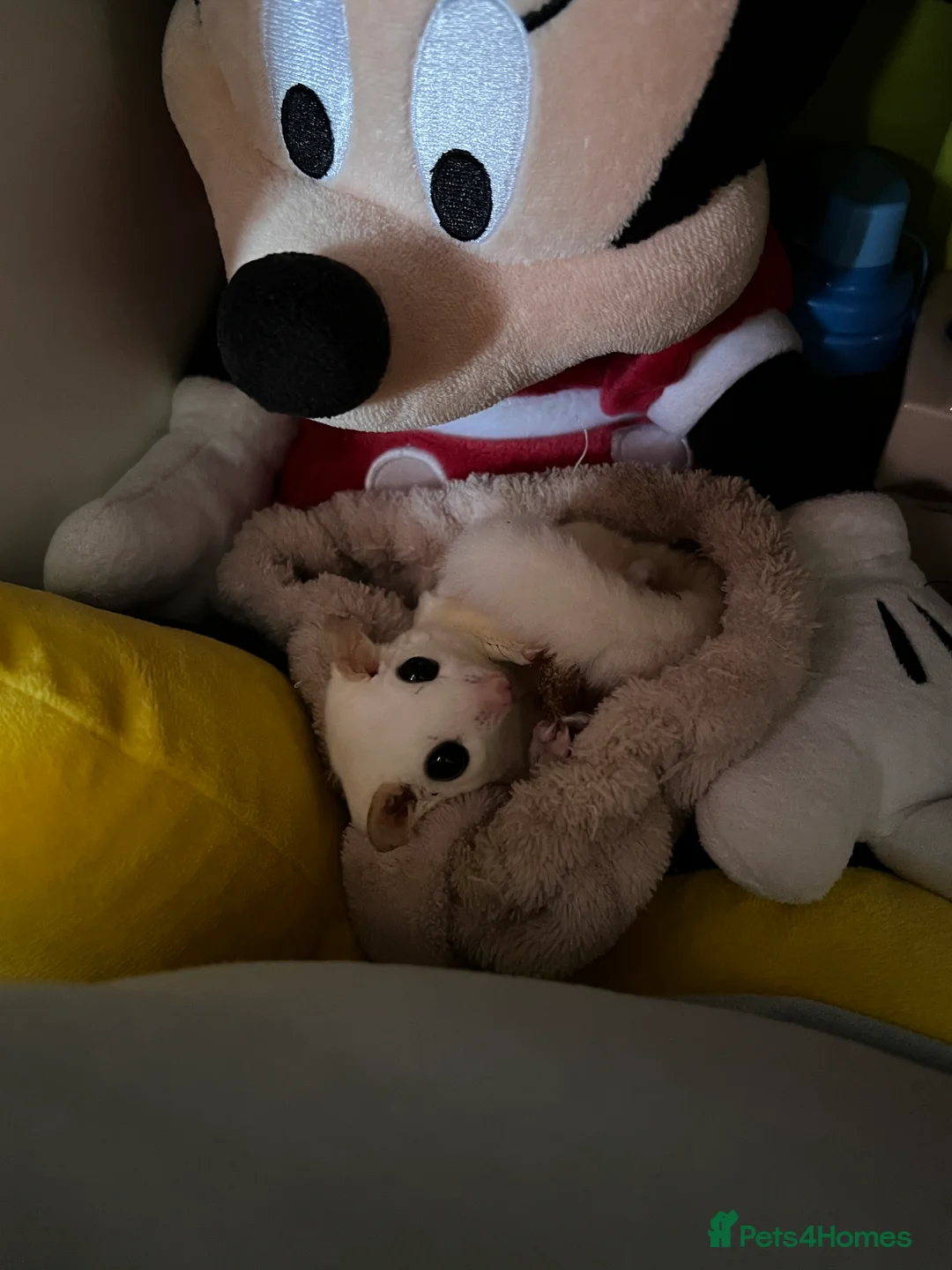 Sugar Glider rodents for sale: selling both sugar gliders  in West Drayton - Advert 17