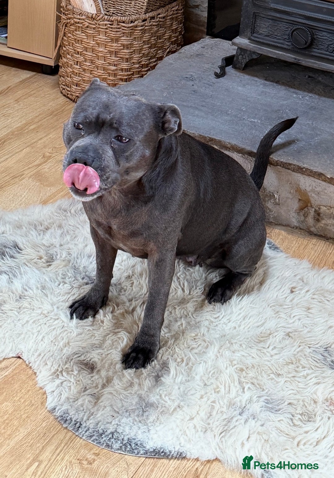 Staffordshire Bull Terrier dogs for sale: Champion Blue Staffy Girl  - Advert 3