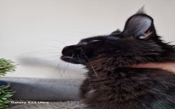 Maine Coon cats for sale: 🎀Females- MAINE COON🎀 - Advert 16