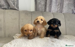 Cockapoo dogs for sale: Cockapoo puppy’s ready Wednesday  - Image 5