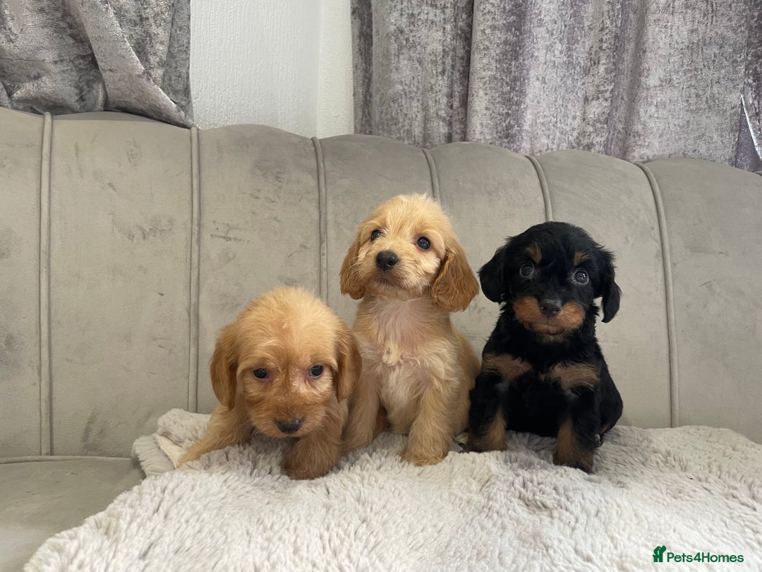 Cockapoo dogs for sale: Cockapoo puppy’s ready Wednesday  - Image 5