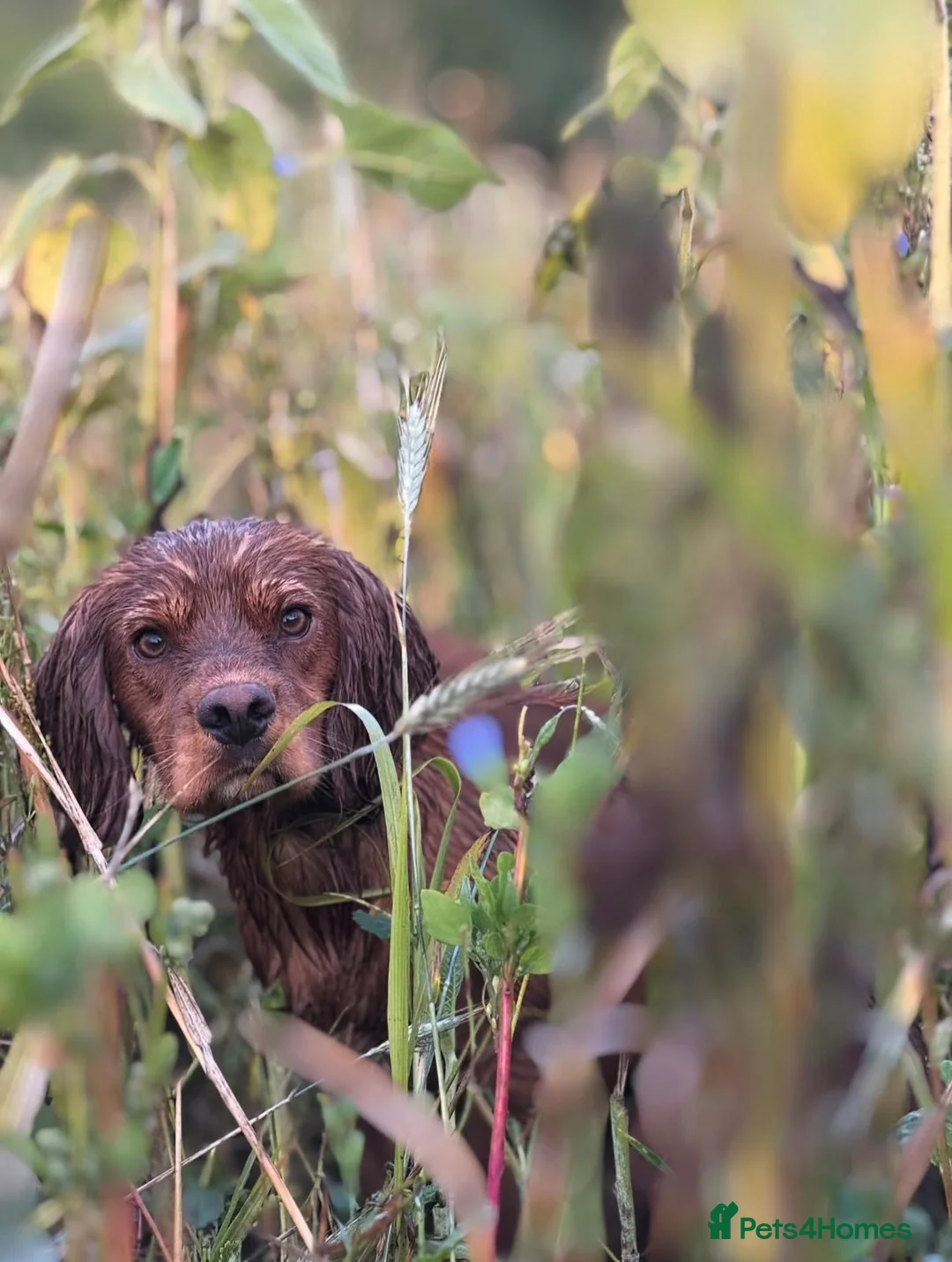 Cocker Spaniel dogs for stud: Ammerdown Greedy Available At Stud. Health Tested - Advert 2