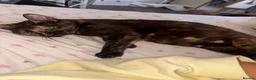 Mixed Breed cats for sale: 6 female kittens  in Reading - Advert 2