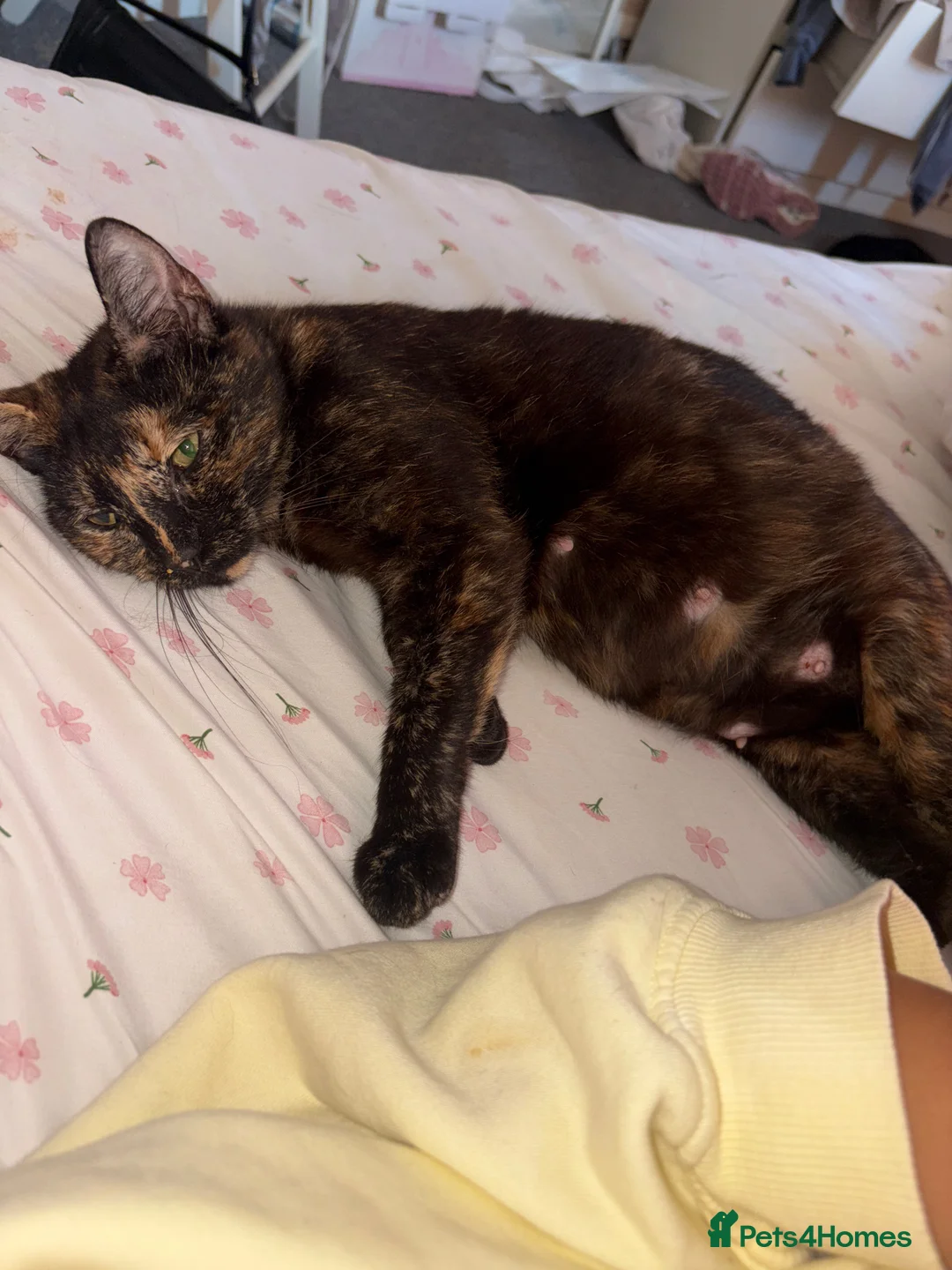 Mixed Breed cats for sale: 6 female kittens  in Reading - Advert 2