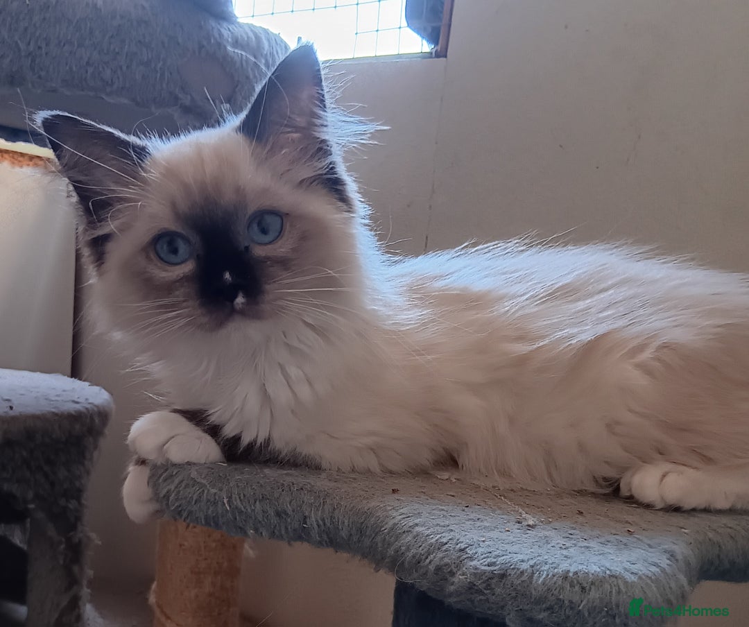 Ragdoll cats for sale: Pedigree Ragdoll kittens for sale - Image 4