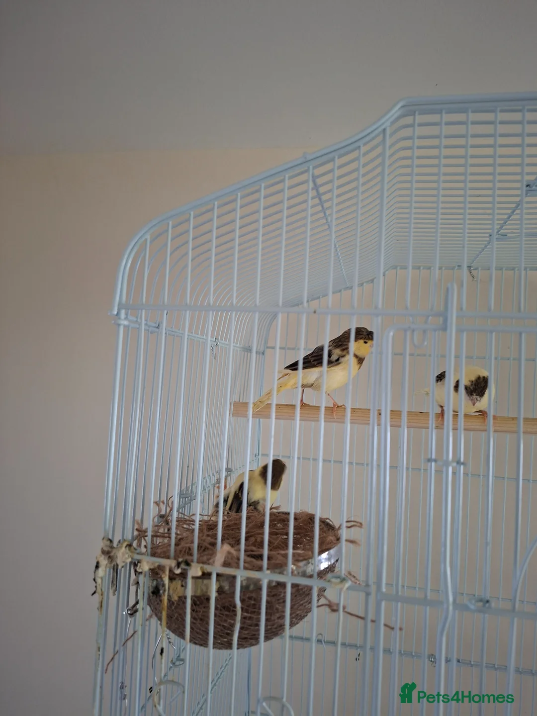 Canaries birds for sale: Young Home-Bred Canaries - 3 Months Old - £20 Each - Advert 2