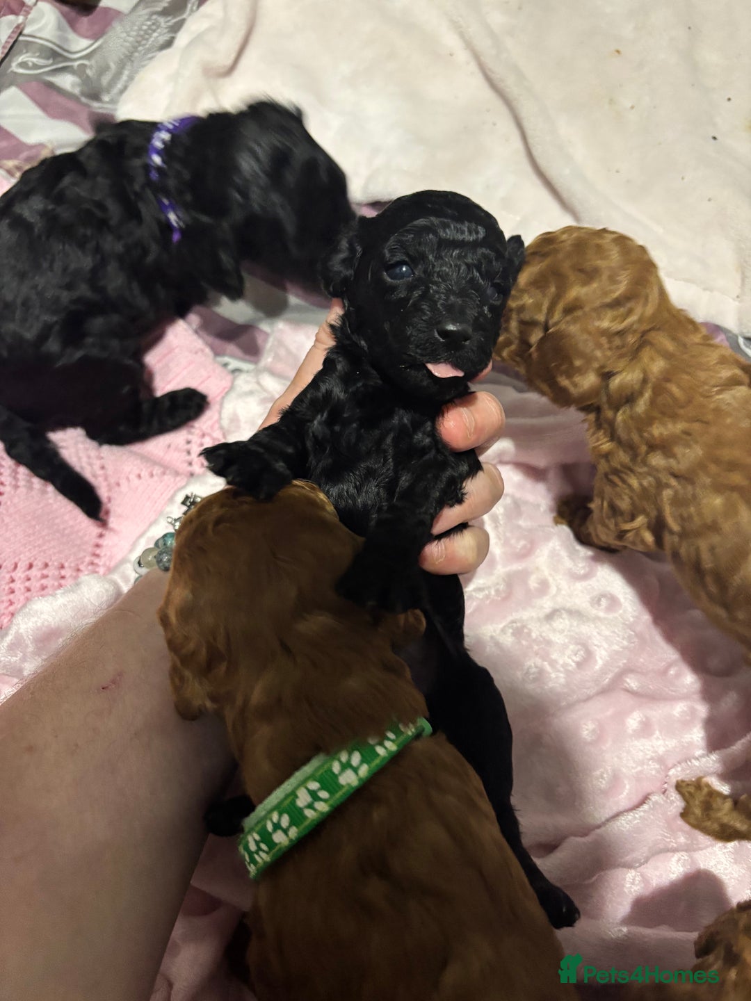 Cockapoo dogs for sale: 10 F1b cockapoo pups for sale  - Advert 12