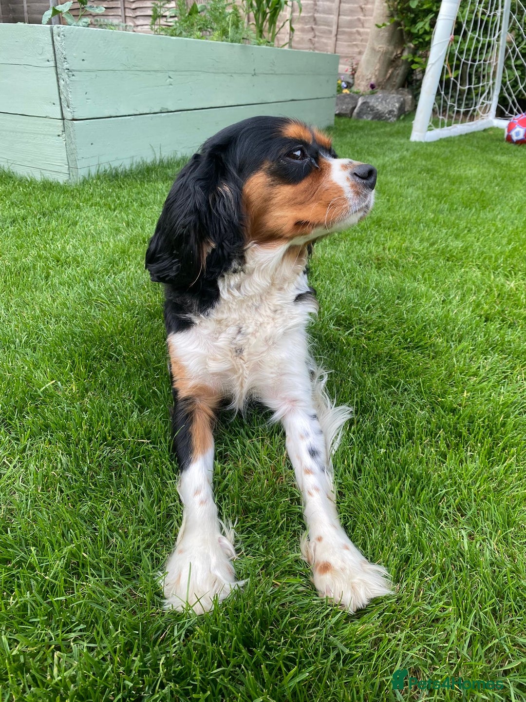 Cavalier King Charles Spaniel dogs for sale:  Beautiful 5-year-old King Charles Cavalier ❤️ - Image 6