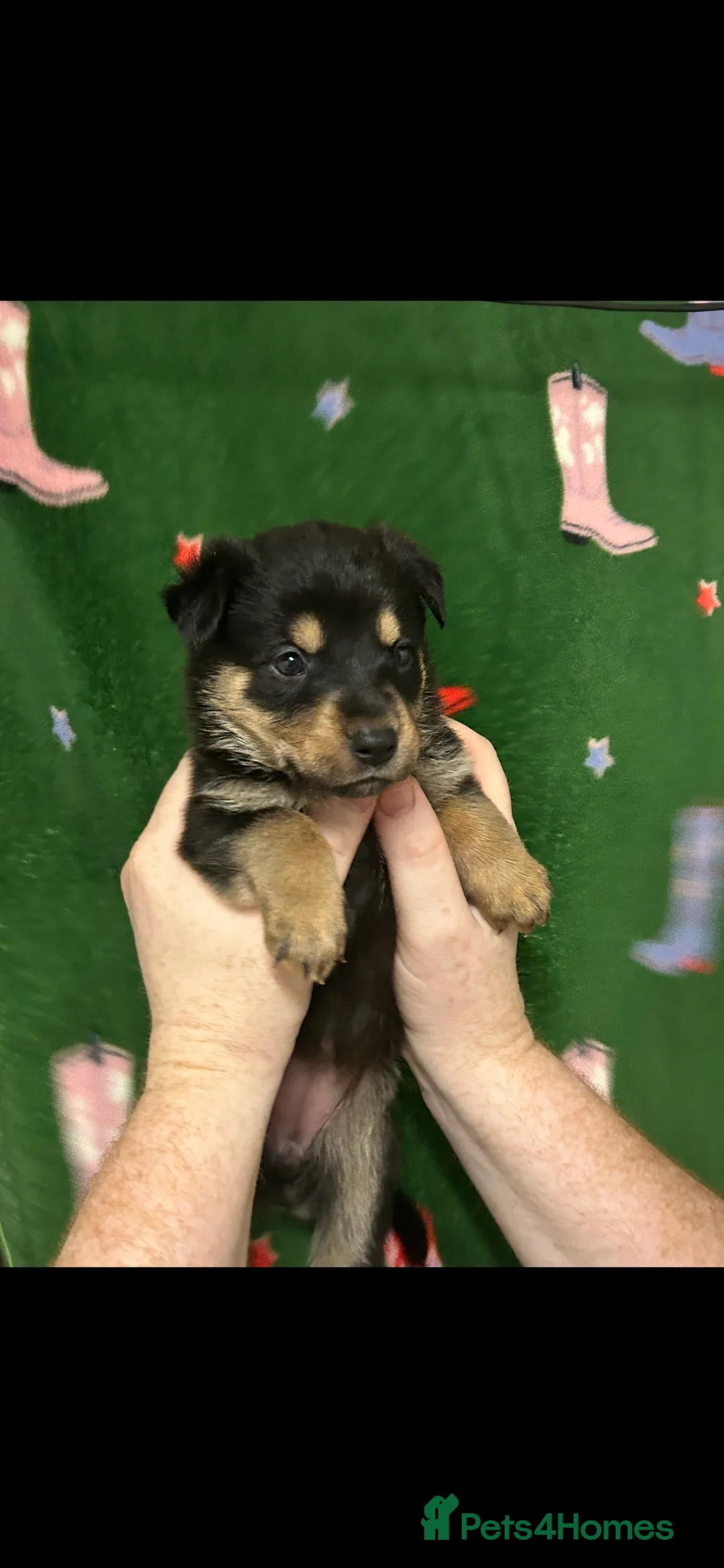 Mixed Breed dogs for sale: Swiss Shepherd Rottweiler  mix breed puppies - Advert 16