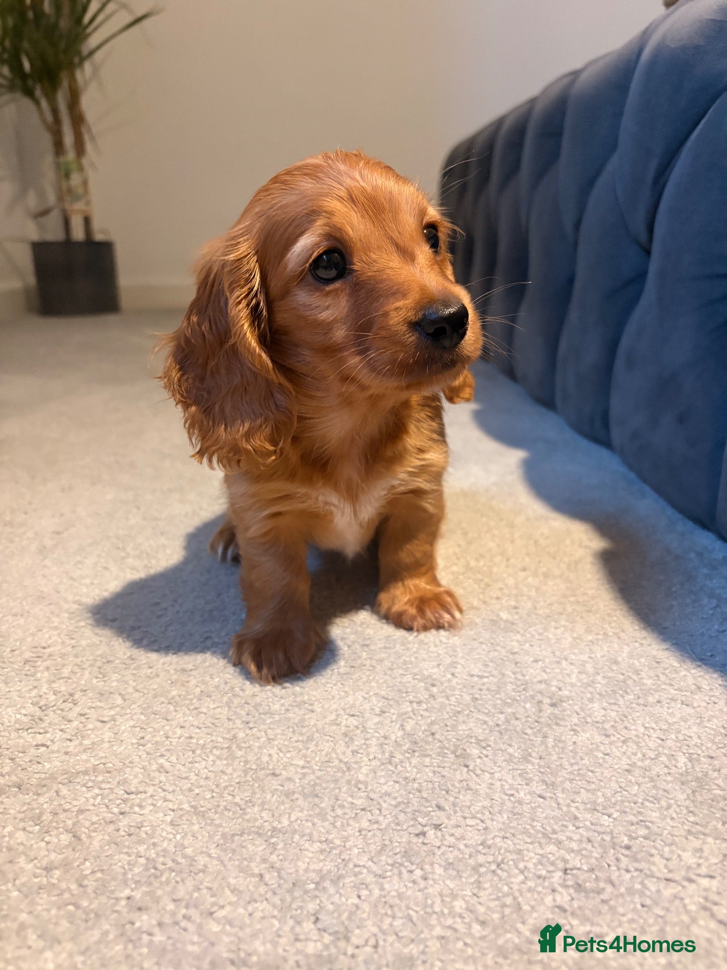 Miniature Dachshund dogs Long hair miniature dachshunds - Advert 17