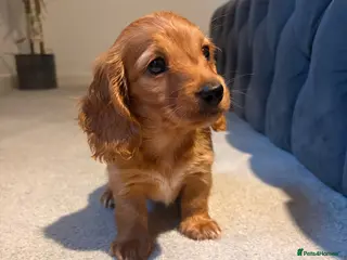 Miniature Dachshund dogs Long hair miniature dachshunds - Advert 17