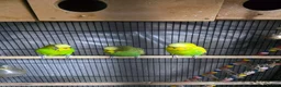 Budgerigars birds for sale: Budgies for Sale. Full Setup Included in Basildon - Advert 1