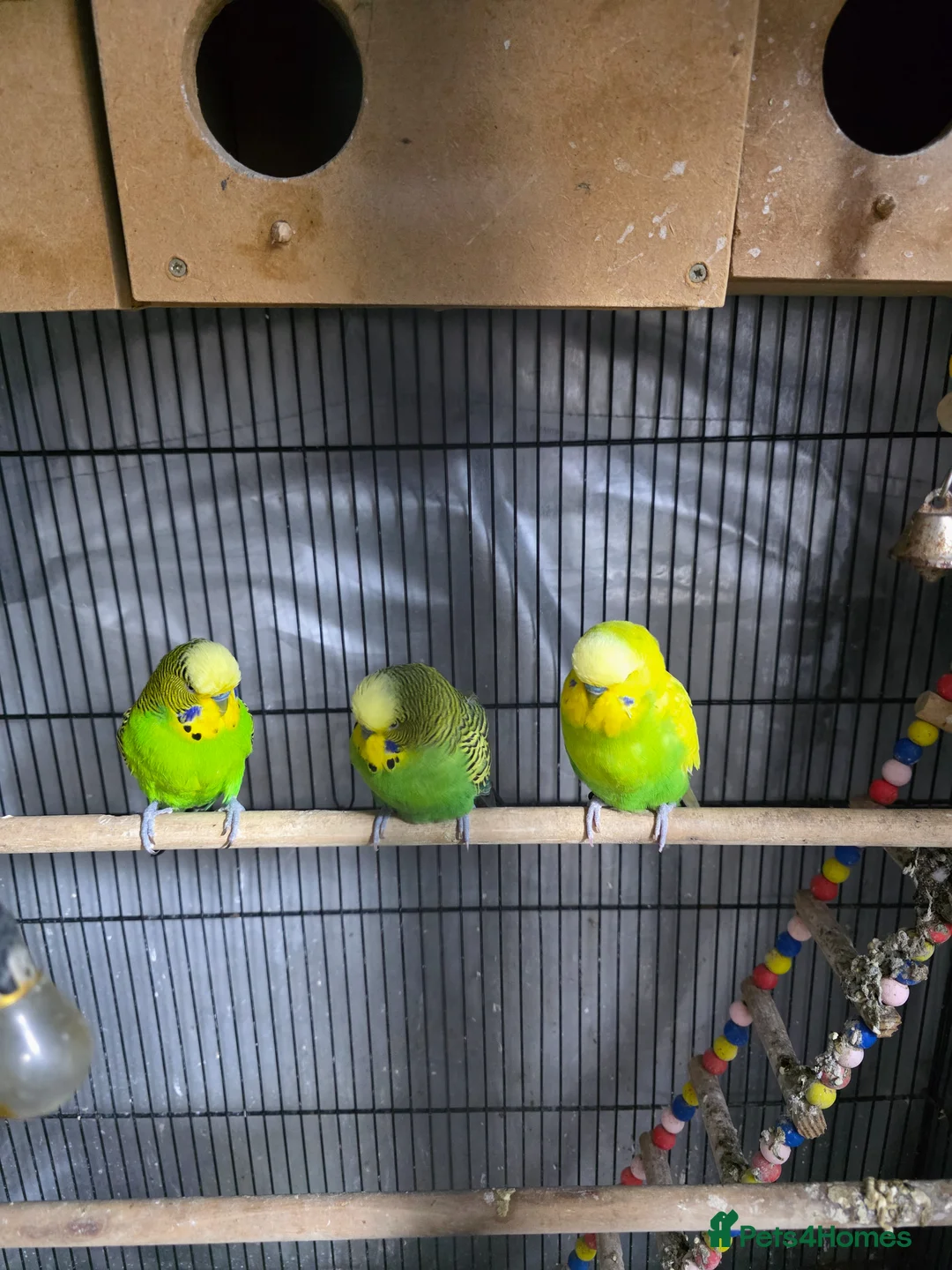 Budgerigars birds for sale: Budgies for Sale. Full Setup Included in Basildon - Advert 1