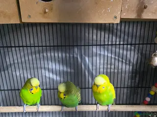 Budgerigars birds Budgies for Sale. Full Setup Included - Advert 1
