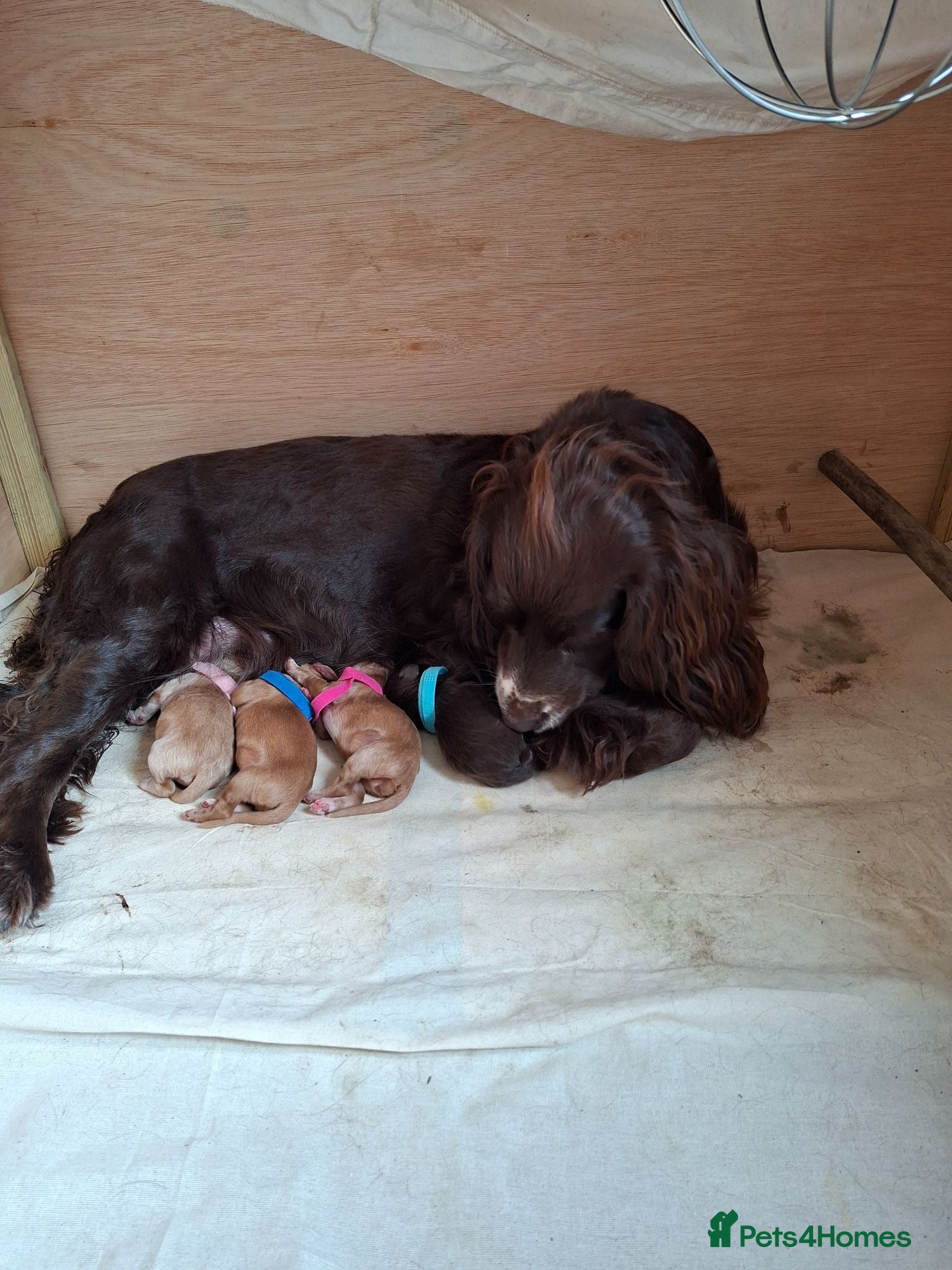 Cocker Spaniel dogs Beautiful Cocker Spaniel Puppies - Advert 1