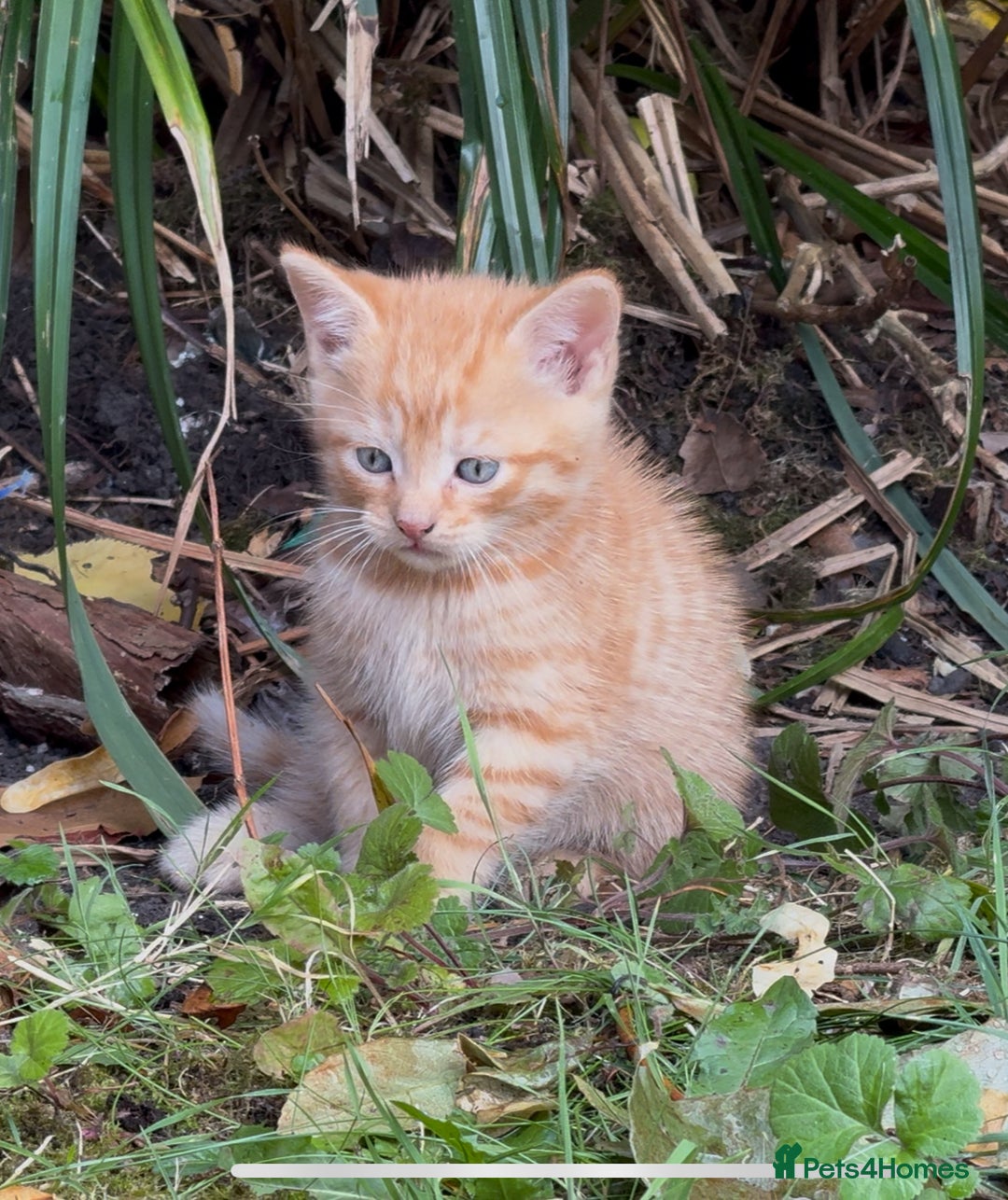 Mixed Breed cats for sale: Stunning Gingerbread male kitten - Image 4