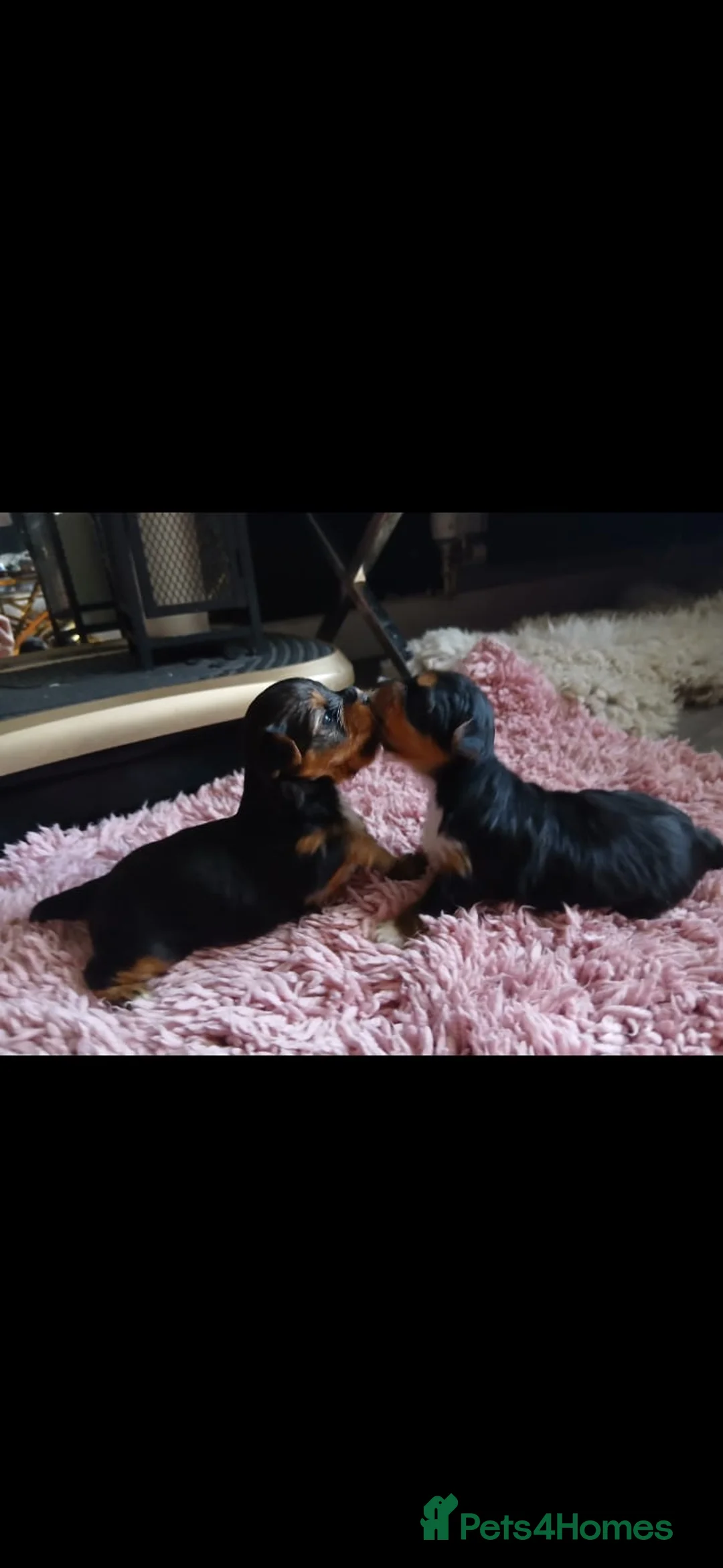 Yorkshire Terrier dogs for sale: TINY!! Yorkie charting 1.5-1.8kg🩷🩵 - Advert 4