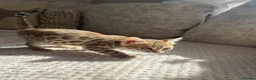 Bengal cats for sale: 3 little Bengal kittens looking for a forever home - Advert 5