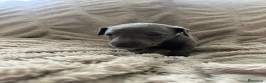 Whippet Puppy 10