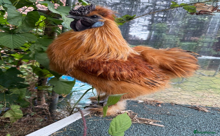 Chickens poultry - Advert 1