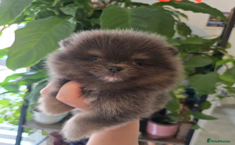 Pomeranian dogs - Advert 2