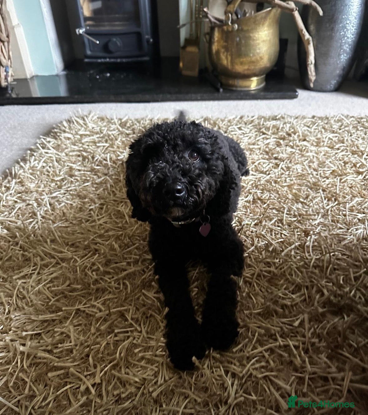 Cavapoo dogs F1B Cavapoo pups looking for their forever home - Advert 1
