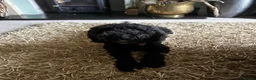 Cavapoo dogs for sale: F1B Cavapoo pups looking for their forever home in Cheltenham - Advert 1