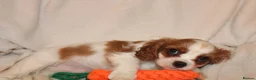 Cavalier King Charles Spaniel dogs for sale: Gorgeous Cavalier King Charles Spaniel - Advert 14