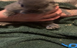 Mini Lop rabbits for sale: Mini lop kits - Image 2