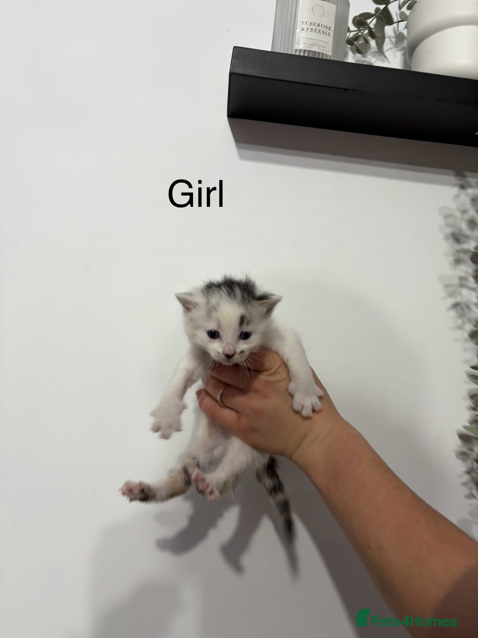 Mixed Breed cats Beautiful kittens 4 left ready NOW - Advert 2