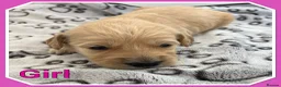 Mini Goldendoodle dogs for sale: 🐶 STUNNING F1 MINIATURE GOLDENDOODLES 🐶 - Advert 13