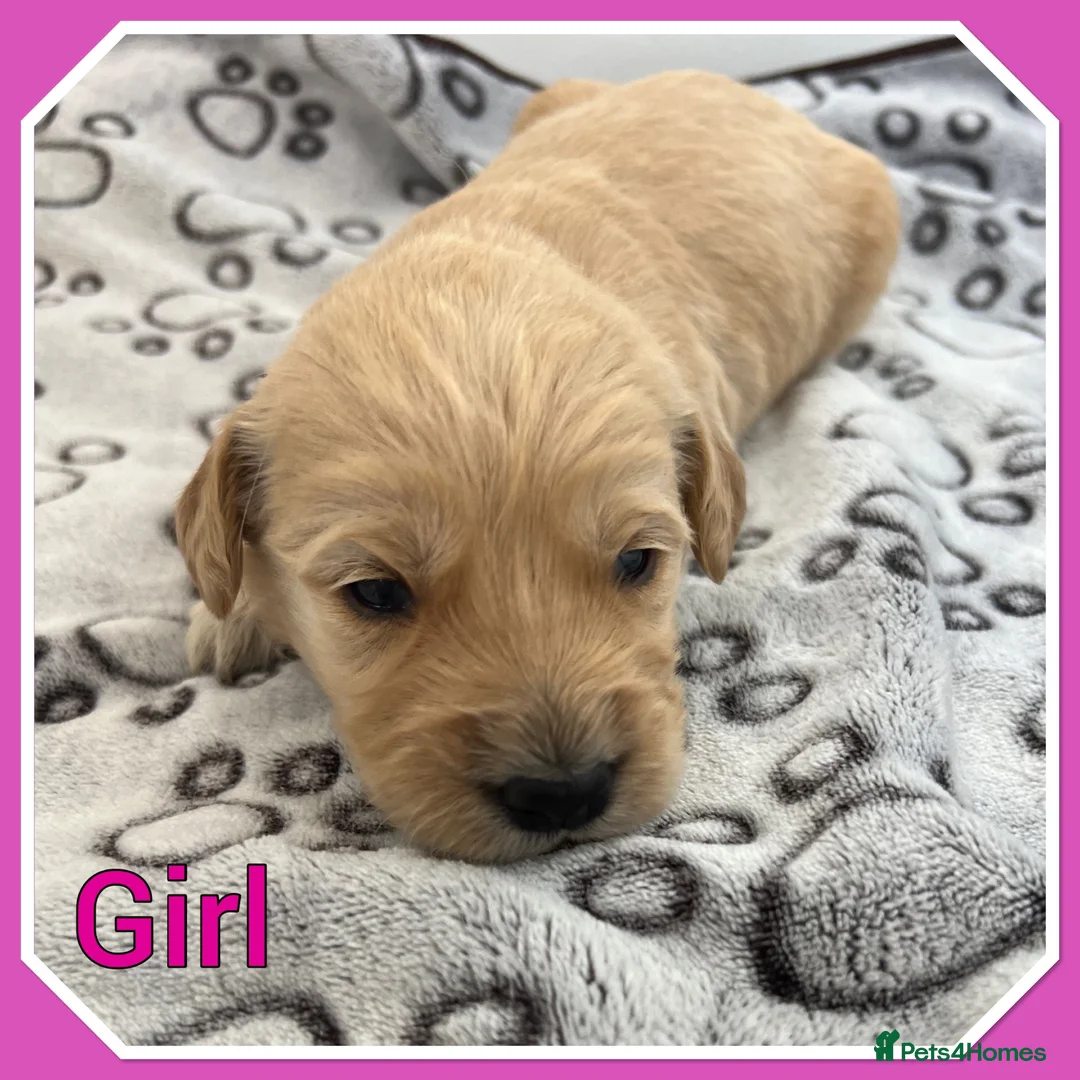 Mini Goldendoodle dogs for sale:  VETCHECKED✅STUNNING F1 MINIATURE GOLDENDOODLES 🐶 - Advert 11