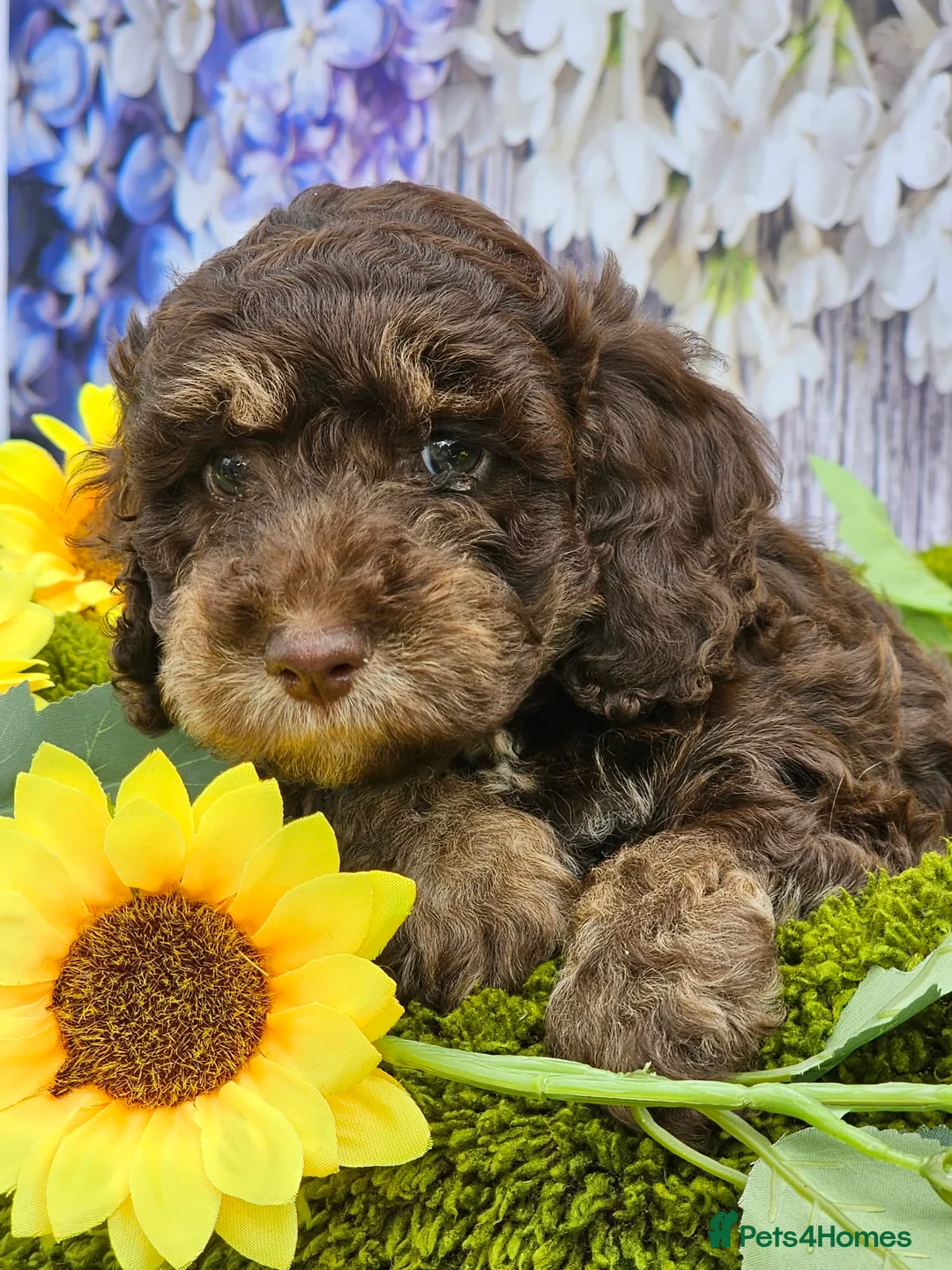 Cockapoo dogs for sale: Chocolate sable & phantoms cockapoos  - Advert 1