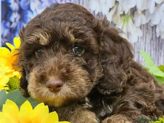 Cockapoo dogs Chocolate sable & phantoms cockapoos - Advert 1