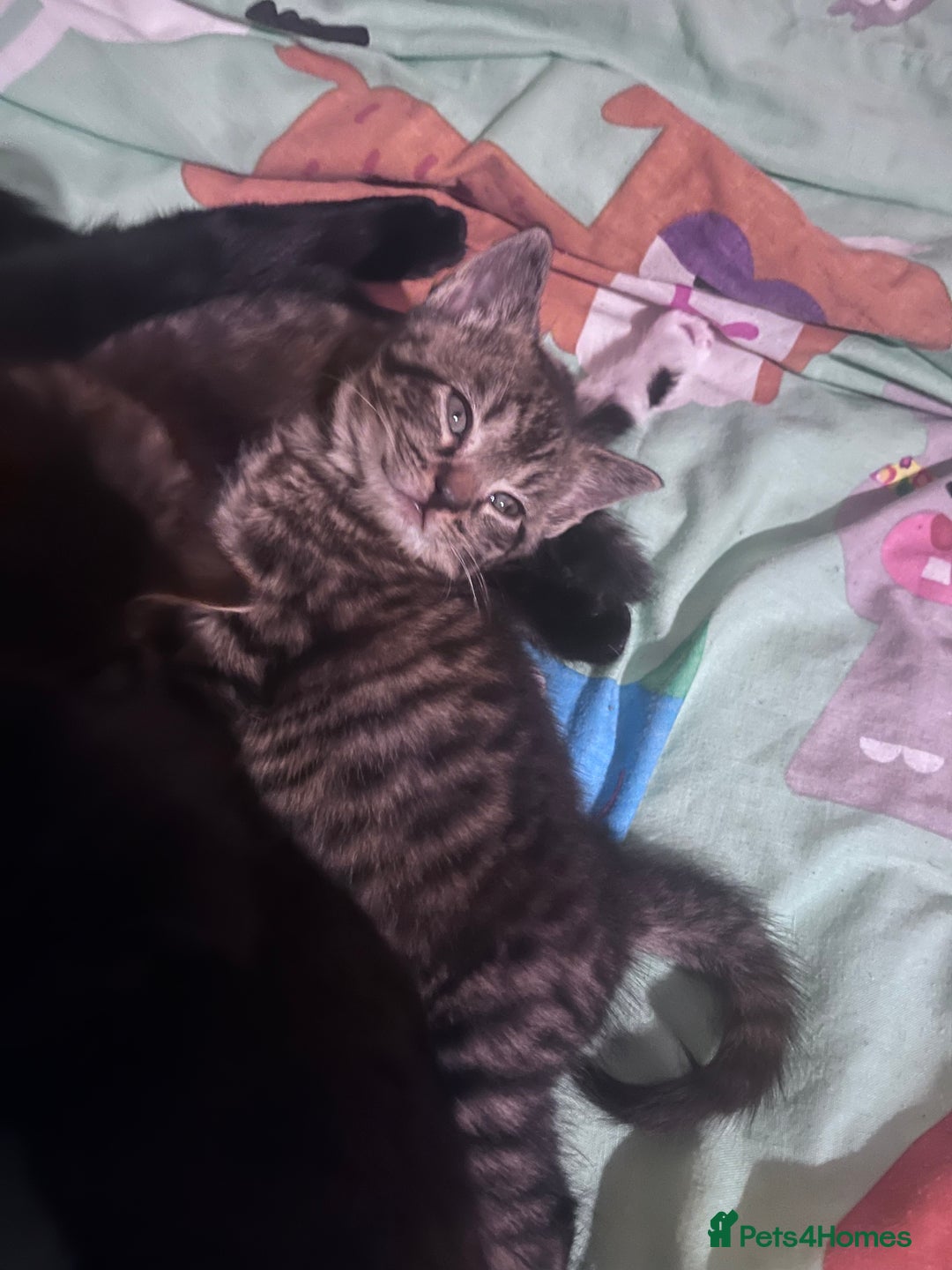 Mixed Breed cats for sale: Beautiful loving kittens - Advert 4