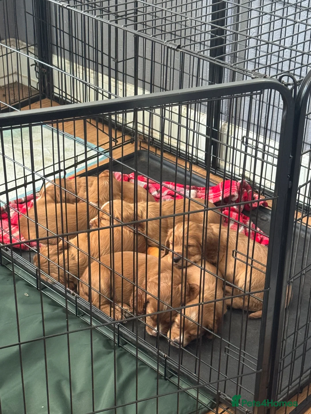 Cocker Spaniel dogs for sale: Fox red cocker spaniels  - Advert 2