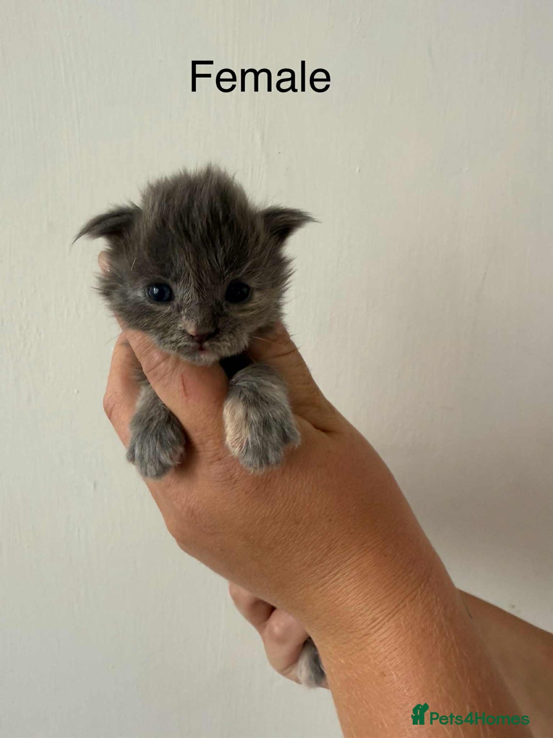 Maine Coon cats for sale: TICA registered large Maine Coon kittens - Image 15