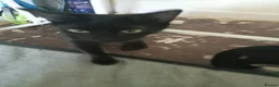 Mixed Breed cats for sale: for me its a cry for help - Advert 2