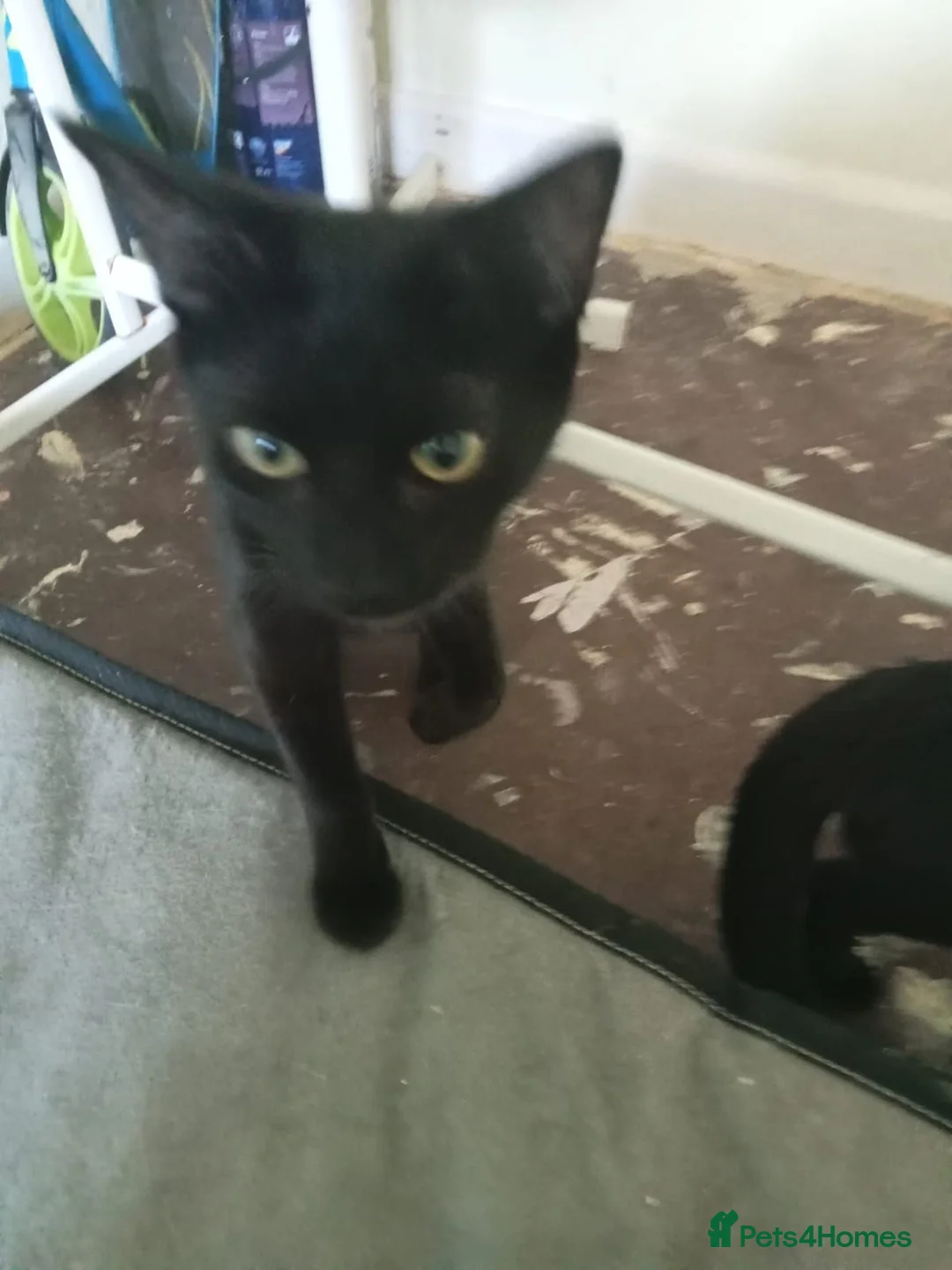 Mixed Breed cats for sale: for me its a cry for help - Advert 2