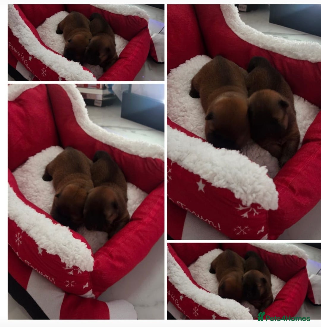 Chow Chow dogs for sale: KC REGISTERED CHOW CHOW GIRL - Advert 9