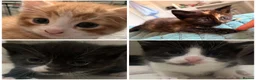 Mixed Breed cats for sale: Beautiful litter of kittens 💓  - Advert 6